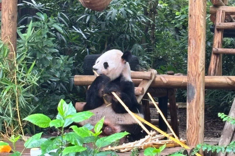 Shenzhen: Giant Panda Encounter and Safari Park