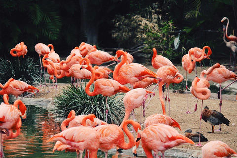 San Diego Zoo Ticket and Guided Tour Package