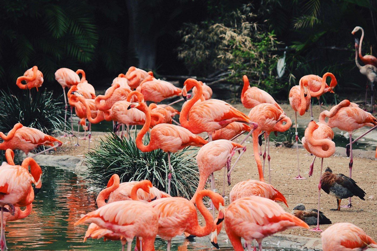 San Diego Zoo Ticket and Guided Tour Package