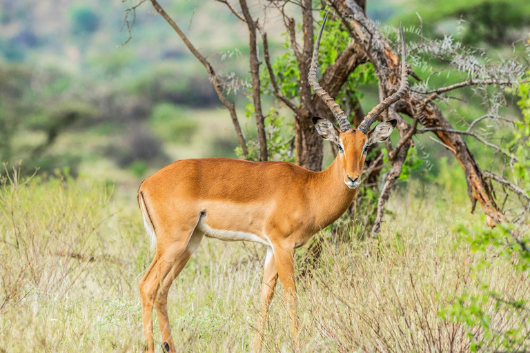 From Nairobi: 6-Day Samburu, Sweetwaters, and Lake Naivasha…