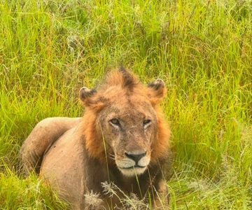 SAFARI DELLA FAUNA SELVATICA DA ZANZIBAR A MIKUMI 3 GIORNI E 2 NOTTI