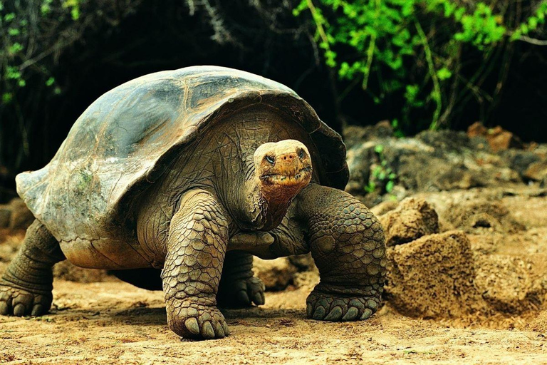 Zanzibar: Trip to The Salaam Cave and The Rock Restaurant