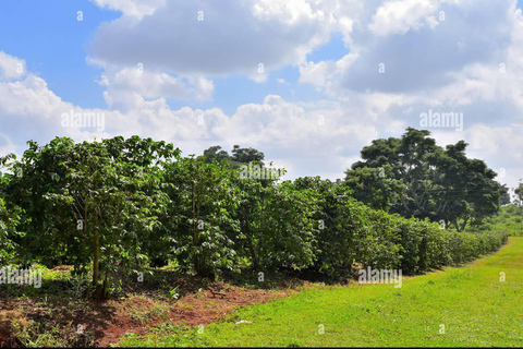 Tour pela Fairview Coffee Estate com degustação e retirada