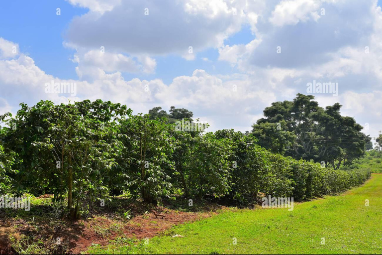 Tour pela Fairview Coffee Estate com degustação e retirada