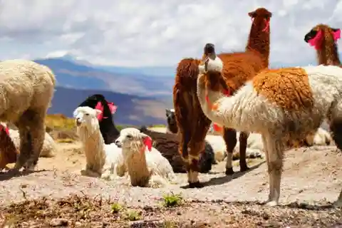 Arequipa: Tour di un giorno del Canyon del Colca