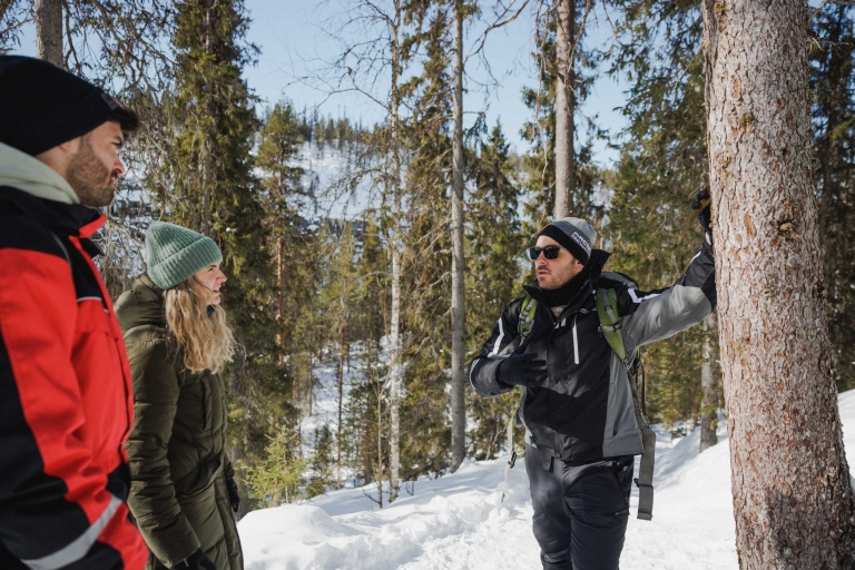Rovaniemi: Cascadas congeladas de la caminata del cañón Korouoma