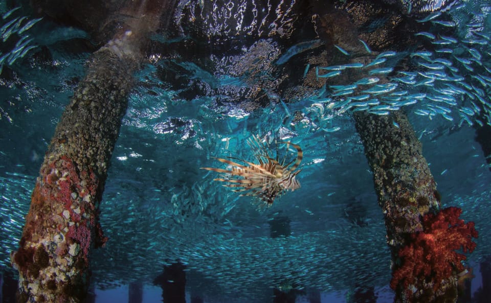 4 Hour Snorkeling & Diving Trip With Private Beach Access | GetYourGuide