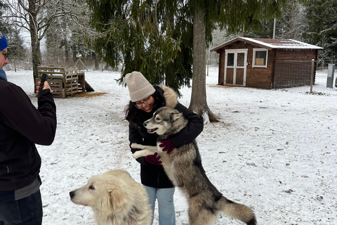 Tallinn: The Pack Power - Authentic Husky Ride Ridaküla: The Pack Power - Authentic Husky Ride