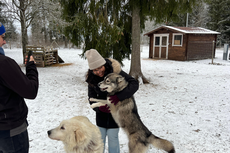 Tallinn: The Pack Power - Authentic Husky Ride Ridaküla: The Pack Power - Authentic Husky Ride