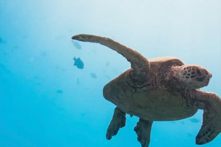 Waikiki : Visite en petit groupe du Turtle Canyon avec masque et tuba