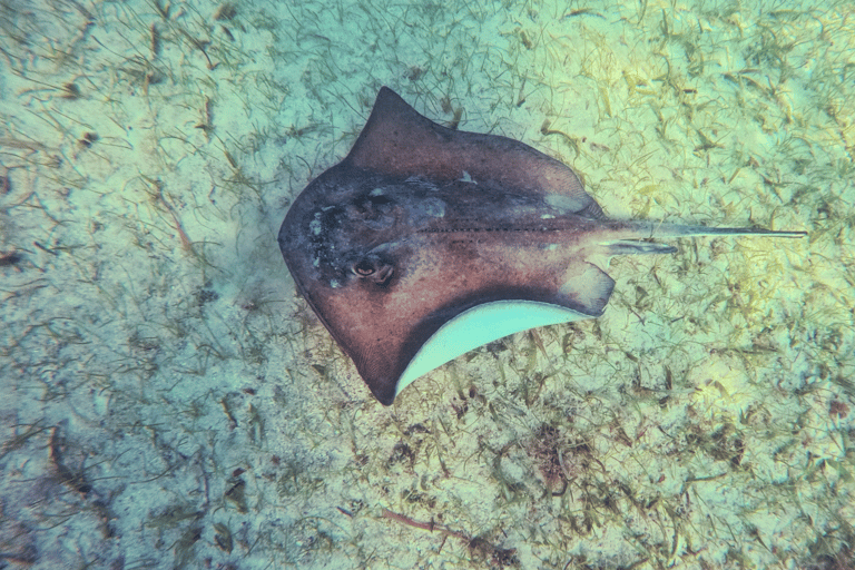 Från Cancun: Tulum, Cenote och sköldpaddssimning i Akumal