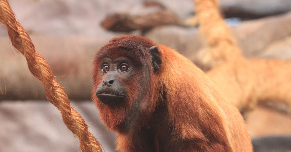 Azoz Monkey Amazon 4 days 3 nights | GetYourGuide