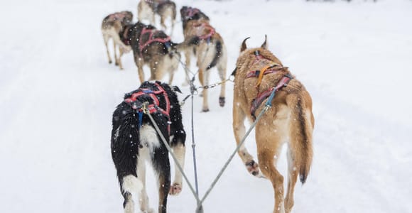 Levi: Guide-driven Husky Safari