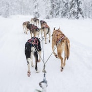 Levi: Husky-Safari mit Guide