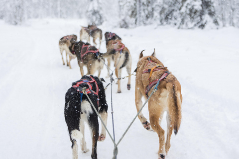 Levi: 3-Day Husky Safari Adventure with Northern Lights