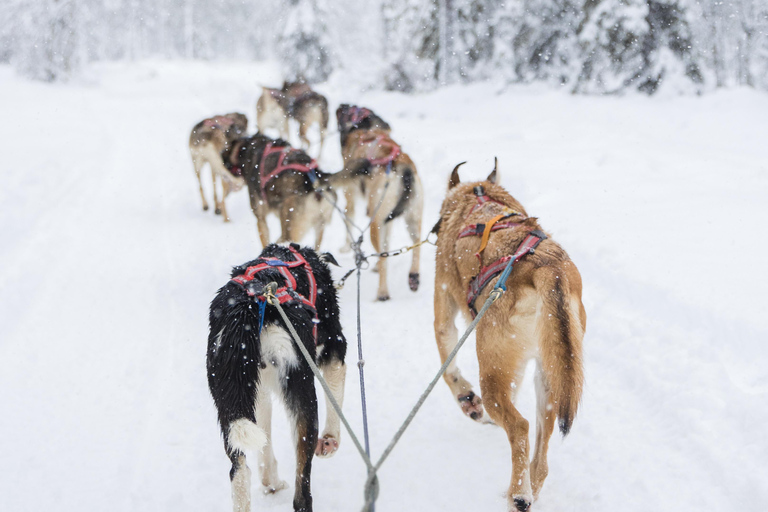 Levi: Guide-driven Husky Safari