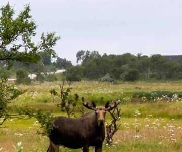 Moose Wildlife Safari Photo Safari Vesteralen