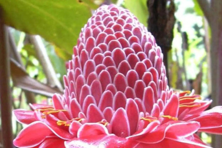 رحلة خاصة ليوم واحد: المرتفعات الدومينيكية وثقافة التاينورحلة خاصة ليوم واحد إلى المرتفعات الدومي