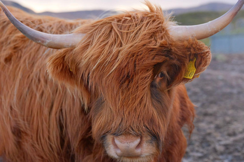 Glasgow: Loch Tulla, Fort Willian, GlenFinnan Privat rundtur