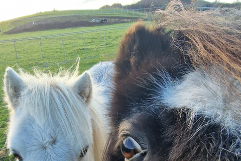 Stirling: Harmony Fields Animal Sanctuary Guided Tour