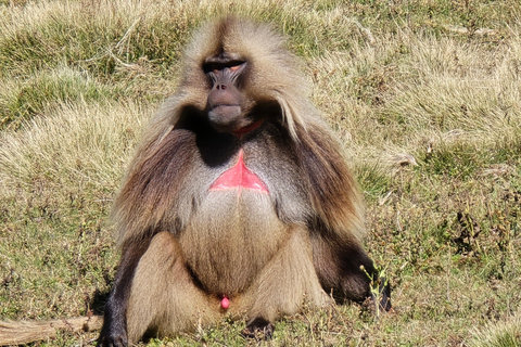 Äthiopien: 29-tägige Tour durch den Norden, Osten und Süden