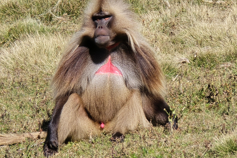 Äthiopien: 29-tägige Tour durch den Norden, Osten und Süden