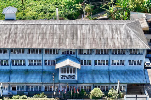 皮利马塔拉瓦茶园品茶之旅（含接送）Kandy Tea Tasting at Pilimathalawa with Pickup &amp; Drop