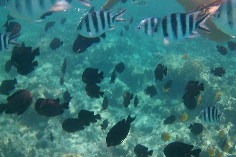 Chania: Scuba Diving and Snorkeling for Beginners by Boat