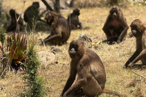 Addis Ababa: Mount Entoto Hike, Injera & Hyena Experience