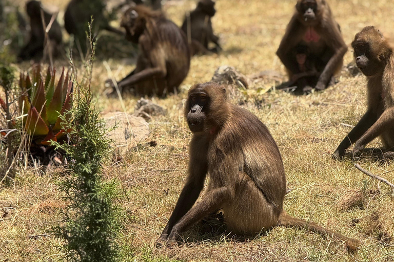 Addis Ababa: Mount Entoto Hike, Injera & Hyena Experience