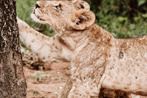 Private Game Drive Safari in the Chobe National Park