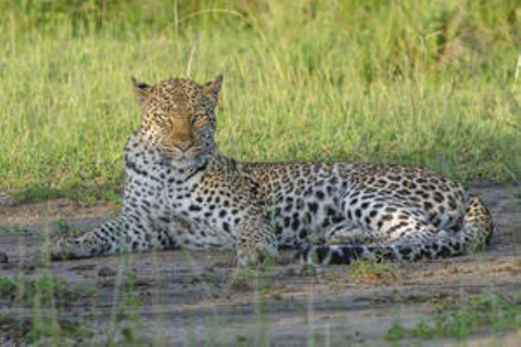 Ouganda : 7 jours de safari animalier et de trekking avec les gorillesOuganda : 7 jours de safari animalier et de trekking aux gorilles