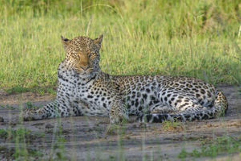 Ouganda : 7 jours de safari animalier et de trekking avec les gorillesOuganda : 7 jours de safari animalier et de trekking aux gorilles