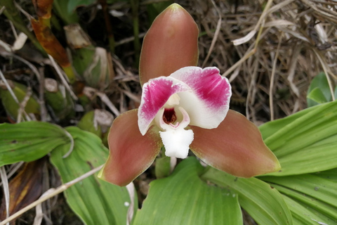 2 Days - Short Inca Trail to MachuPicchu