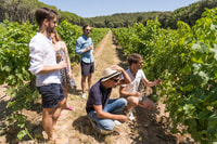 Von Marseille, Bandol und Cassis Weinprobe Tour - Hizvo