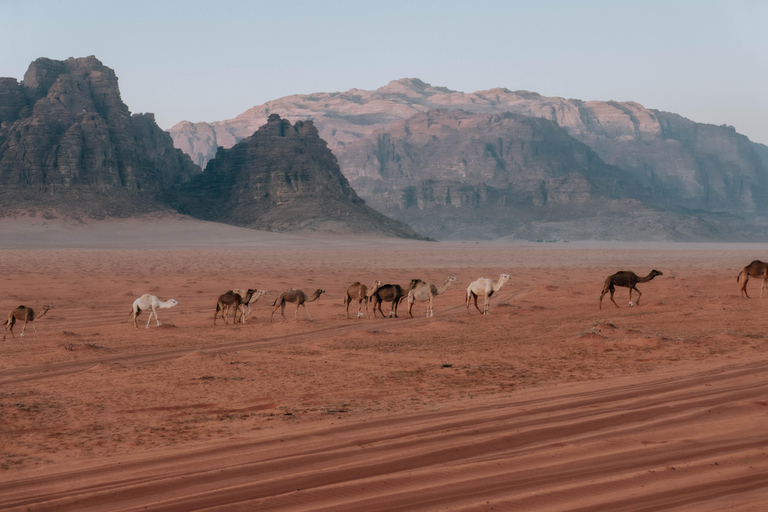 Wadi Rum, Jordan: 4x4 Desert Tour with Bedouin Cooking Class