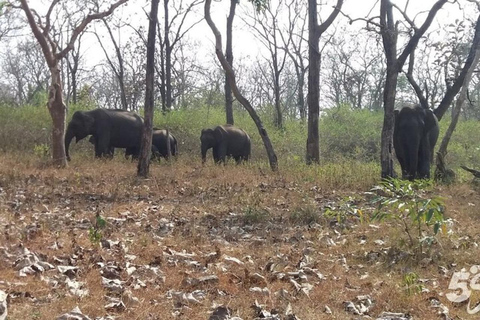 Bangalore: Bandipur Safari, Bird sanctuary & Mysore Palace