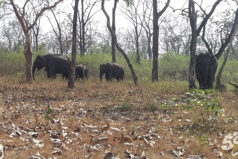 Bangalore: Bandipur Safari, Bird sanctuary & Mysore Palace