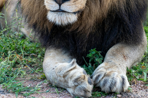 Johannesburg: Dinokeng Game Reserve Safari with Lunch