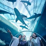Singapore: biglietto elettronico per l'ingresso al Singapore Oceanarium