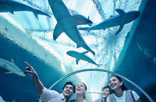 Singapur: E-Ticket für den Eintritt ins Singapore Oceanarium