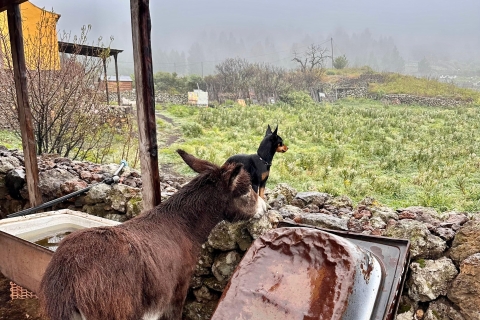 La Palma : Visite d'une ferme écologique avec animaux et dégustation