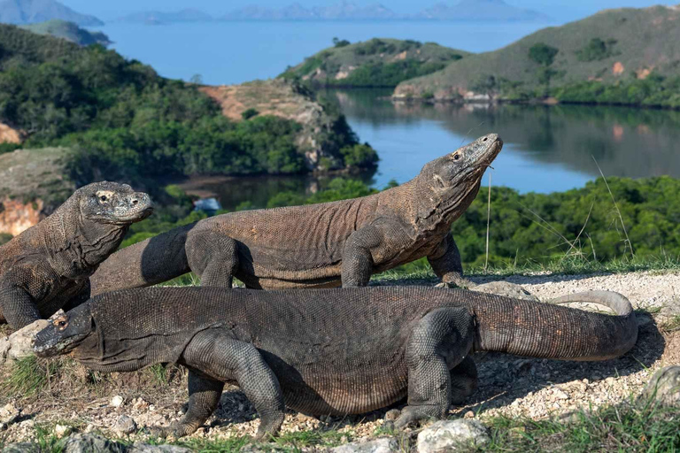 Guided full-day Exploration trip of Komodo Island Day Trip with Private Speed Boat