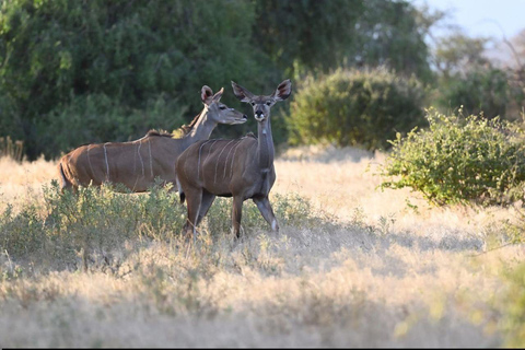 3 Days, 2 nights safari to Samburu National Reserve 3 Days private safari in a 4x4 Landcruiser jeep