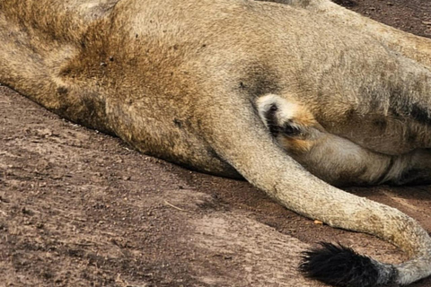 Nairobi National Park Game Drive Safari With Pick-Up