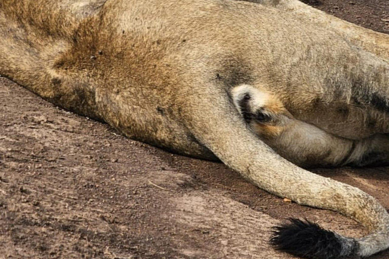 Nairobi National Park Game Drive Safari With Pick-Up