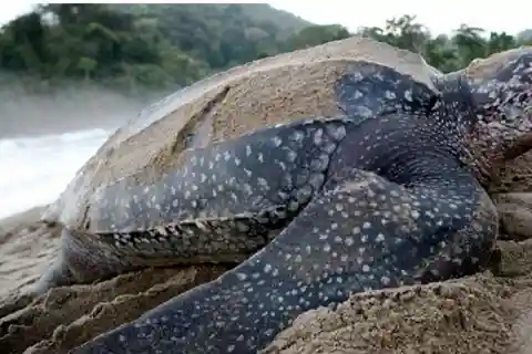 Trinidad: Matura's Turtle Watching Journey