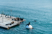 San Diego, Harbor Cruise - Housity