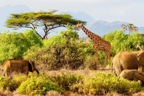 Nairobi: 3-Day Samburu National Reserve Safari Tour