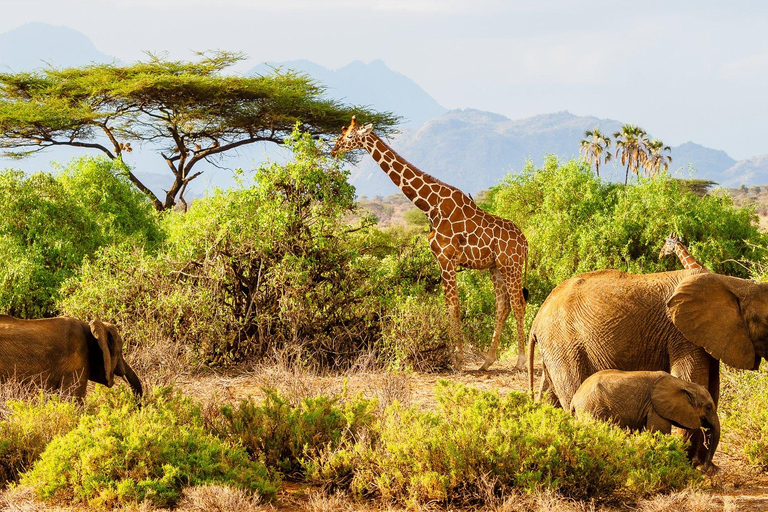 Nairobi: 3-Day Samburu National Reserve Safari Tour